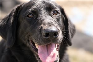 Sheba - Labrador Retriever for sale