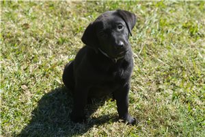 Naomi - Labrador Retriever for sale