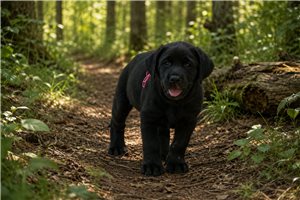 Shasta - puppy for sale