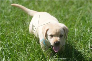 Shelton - Labrador Retriever for sale