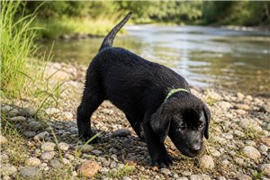 Shelby - Labrador Retriever for sale