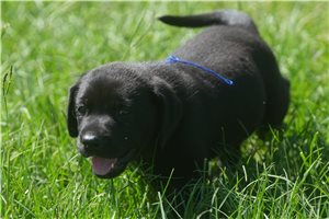 Shiloh - puppy for sale