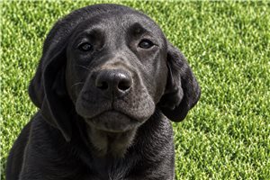 Sheba - puppy for sale