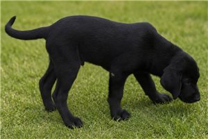 Shiloh - Labrador Retriever for sale