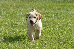 Sherwood - Labrador Retriever for sale