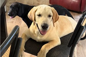 Shelton - Labrador Retriever, placed in Shreveport