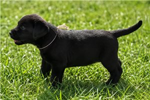 Shelby - puppy for sale
