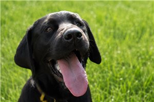 Sheba - Labrador Retriever for sale