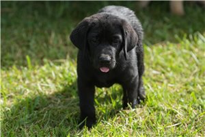 Shasta - Labrador Retriever for sale