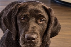 Shasta - puppy for sale