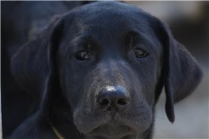 Shasta - Labrador Retriever for sale