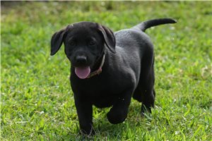 Shiloh - Labrador Retriever for sale