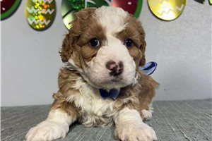 Toby - puppy for sale