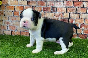 Griffith - Boston Terrier for sale
