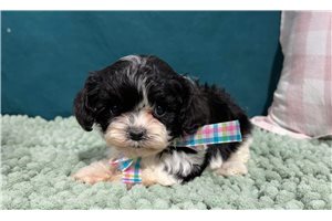Vica - puppy for sale