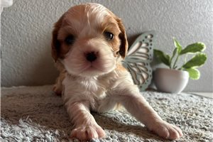 Juniper - puppy for sale