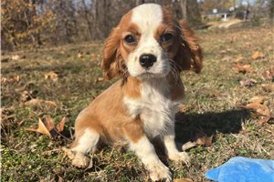 Maddox - Cavalier King Charles Spaniel for sale