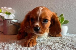 Joker - Cavalier King Charles Spaniel for sale