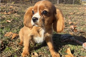 Nano - puppy for sale