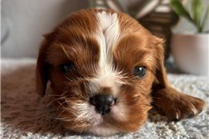 Joker - puppy for sale