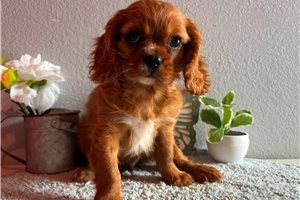 Justice - Cavalier King Charles Spaniel for sale