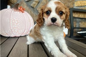 Amelia - Cavalier King Charles Spaniel for sale