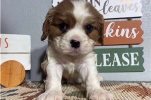 Nash - Cavalier King Charles Spaniel for sale