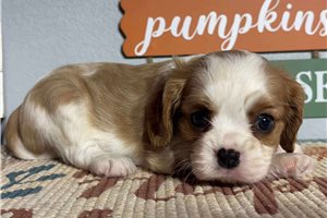 MacGregor - puppy for sale