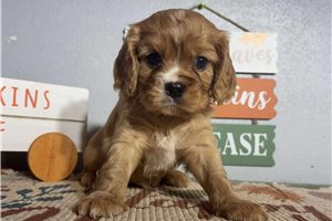 Nitro - puppy for sale