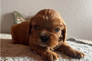 Justice - puppy for sale