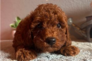 Kilroy - puppy for sale