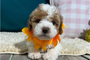 Paxton - Cavapoo for sale