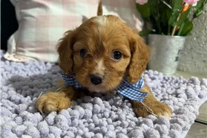 Vicente - puppy for sale