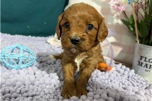 Vida - puppy for sale