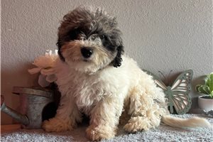 Carolyn - Cavapoo for sale