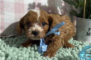 Virgil - puppy for sale