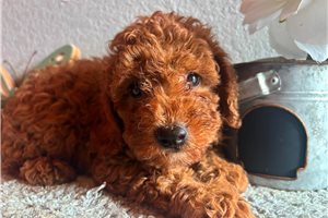 Keegan - puppy for sale