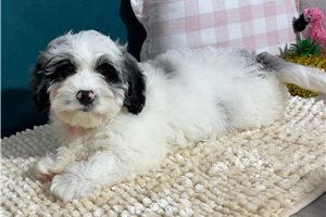 Viviana - puppy for sale