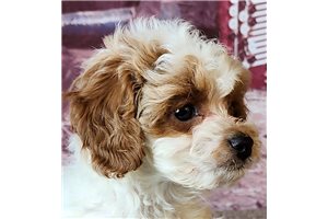 Stuart - Cavapoo for sale