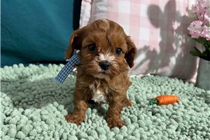 Vesper - puppy for sale