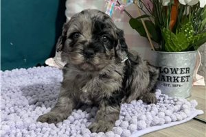 Violet - puppy for sale