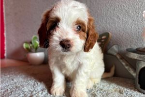 Liam - puppy for sale