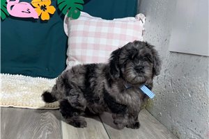 Van - puppy for sale