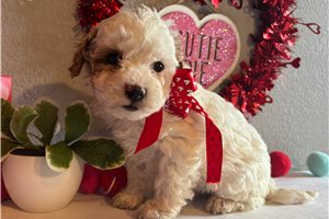 Fred - Cavapoo for sale