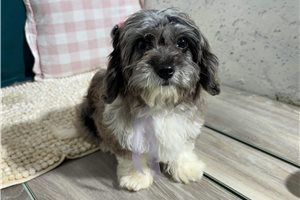 Valentina - puppy for sale