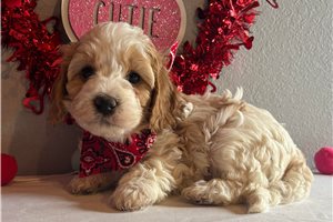 Freeman - Cavapoo for sale
