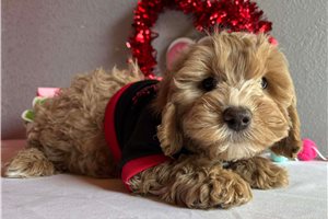 Escobar - Cavapoo for sale