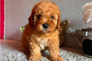 Leslie - Cavapoo for sale
