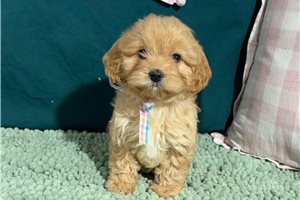 River - puppy for sale