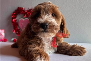 Eugene - Cavapoo for sale